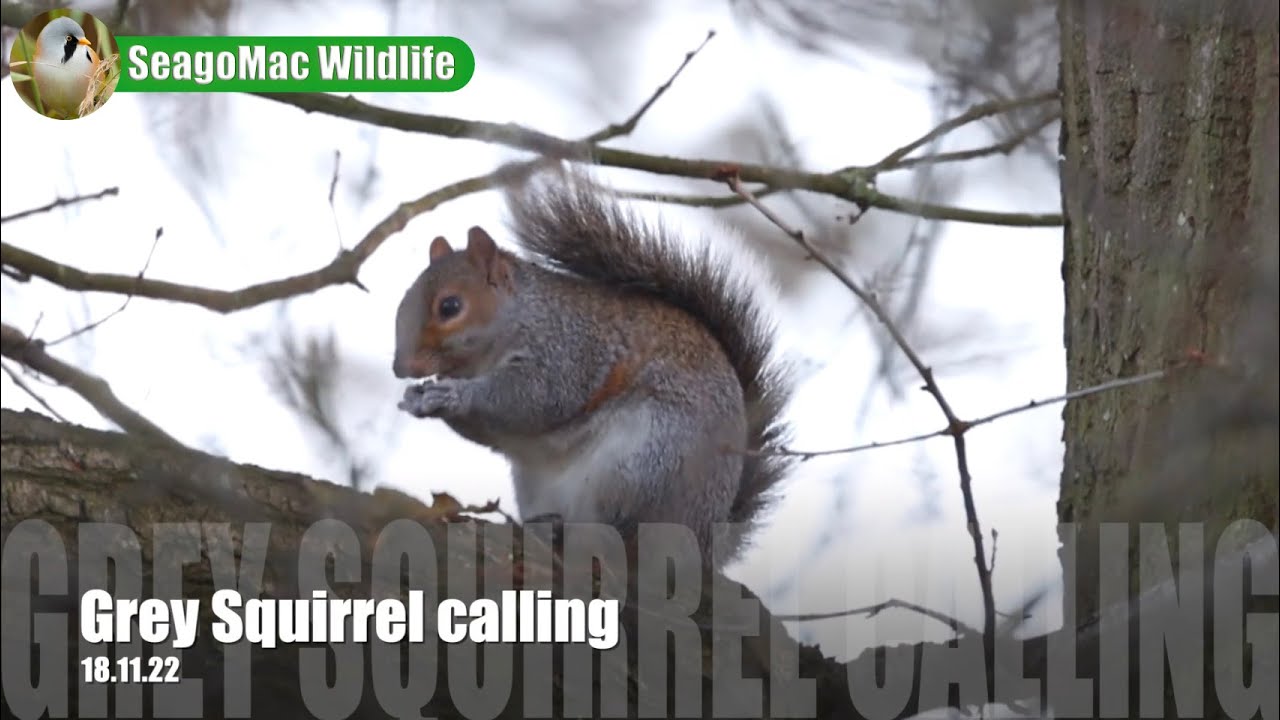 Grey Squirrel calling