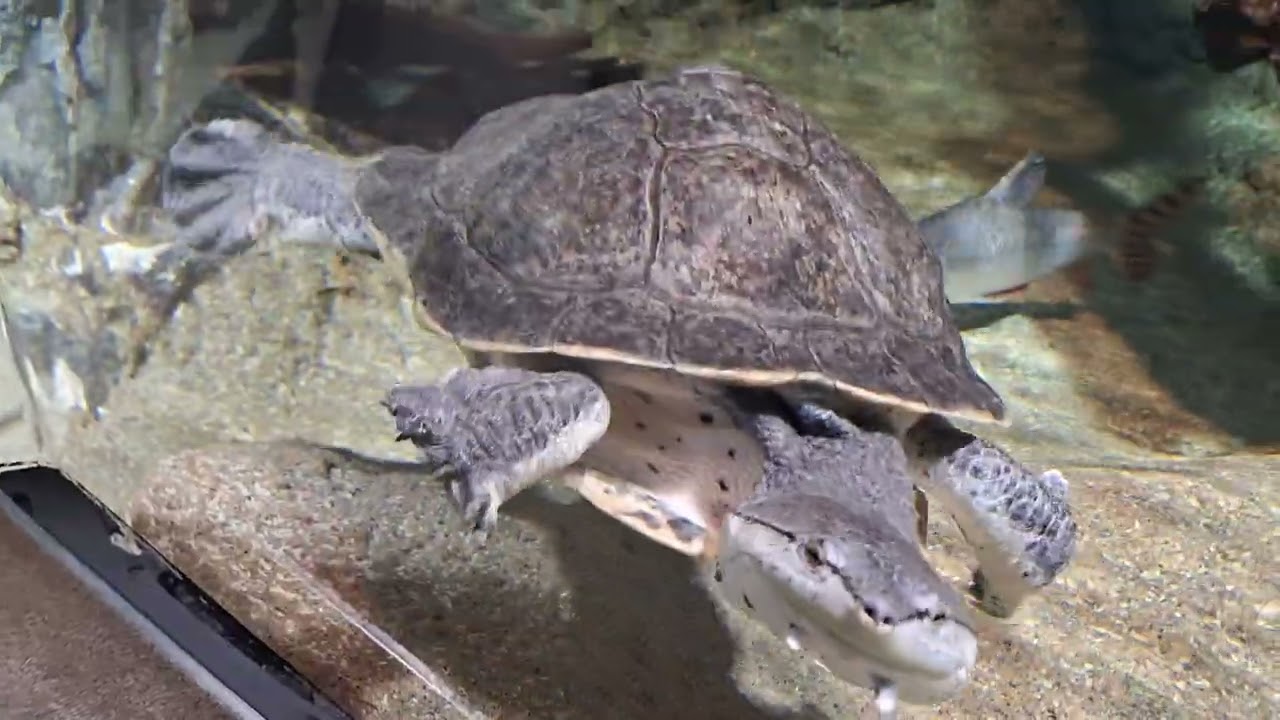 池袋陽光水族館中篇
