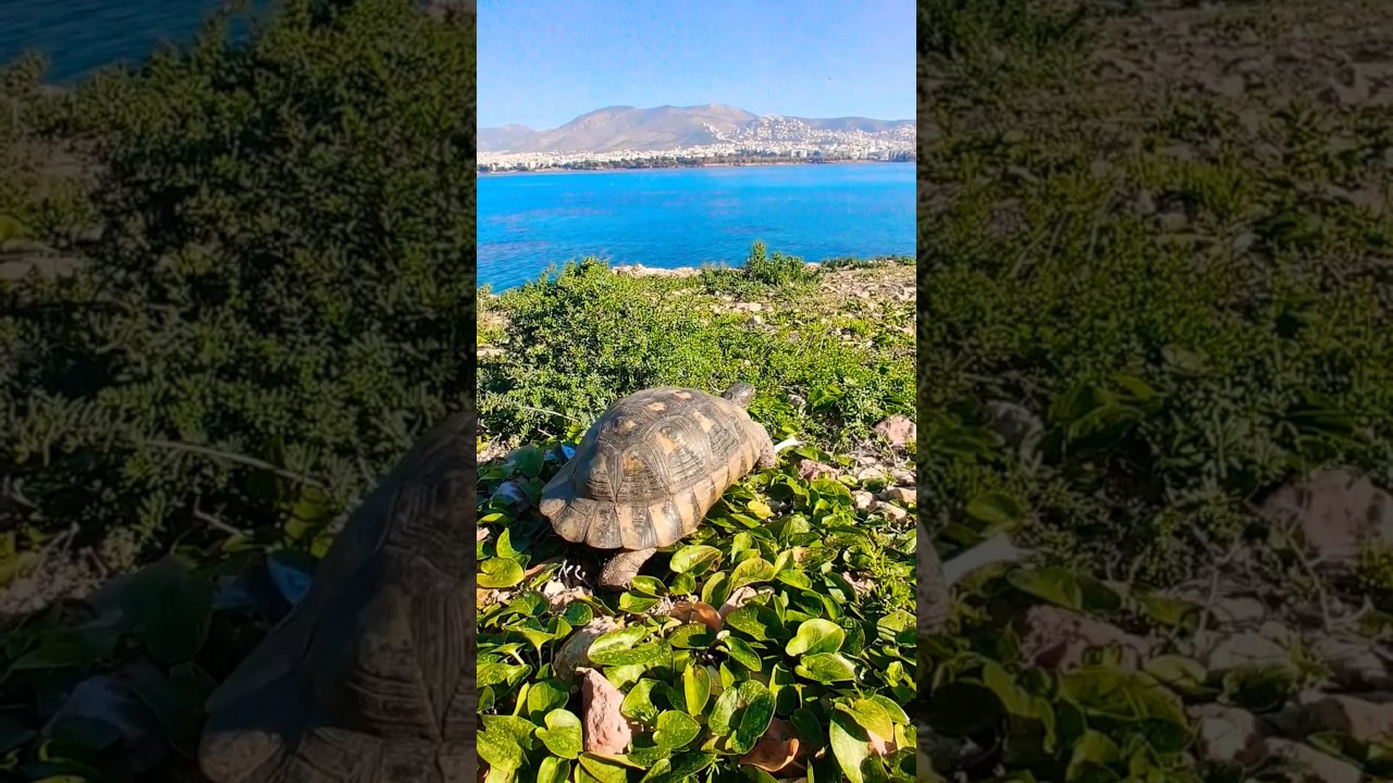 Turtle  hydrousa #exploreathens #greekcity #travel #athensriviera #summer#visitgreece #sports spo