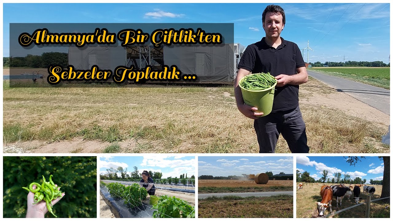 Almanya'da Bir Çiftlik'ten Sebzeler Topladık | Almanya'da Yaşam | #almanya #willich