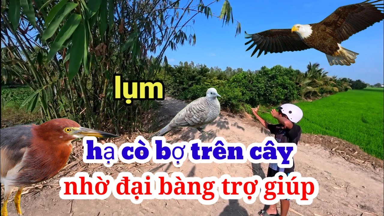 NVN vlog _ buổi đi săn cò cùng Nhật thanh _toàn leo cây 