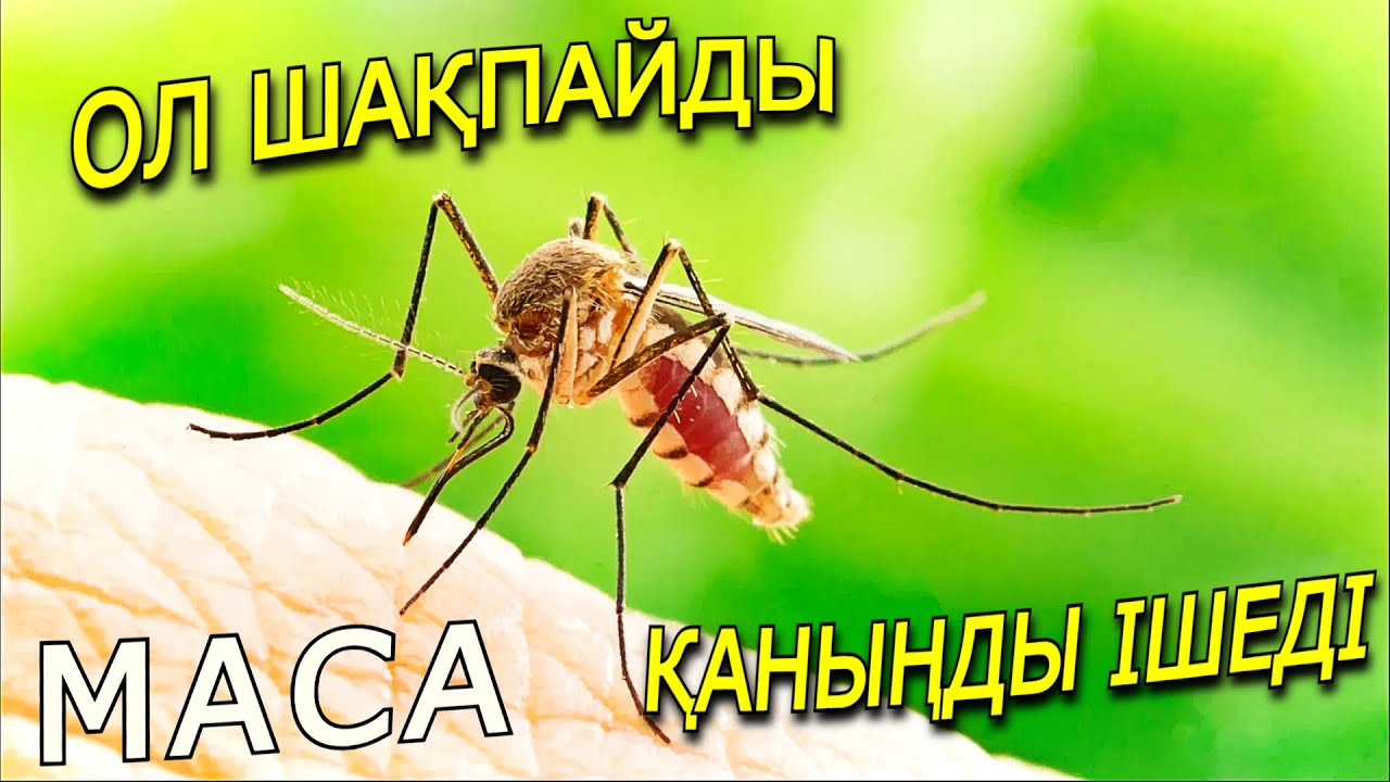 МАСАЛАРДЫҢ ӨМІРІМІЗГЕ ӘСЕРІ ҚАНДАЙ?