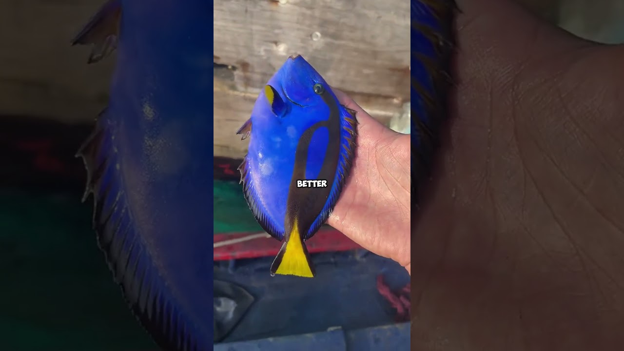 They Found Dory While Fishing 😱 
