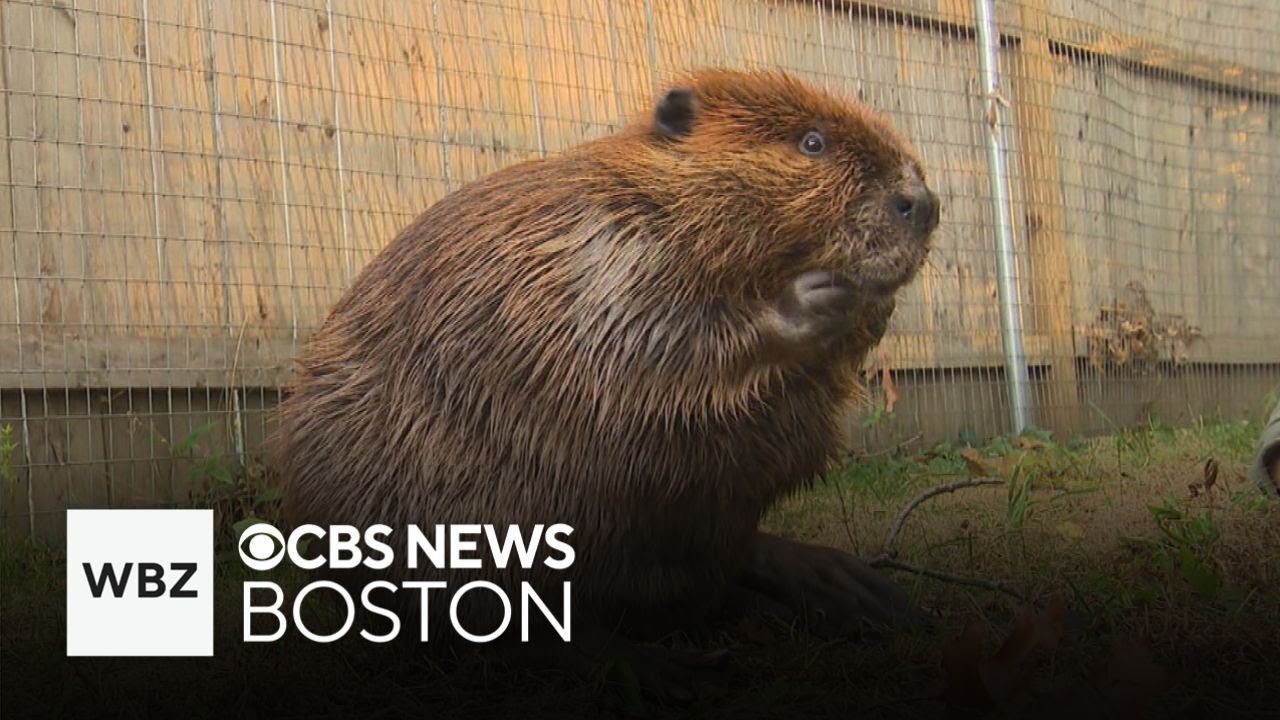Gov. Healey issues permit allowing Nibi the beaver to stay at wildlife rescue