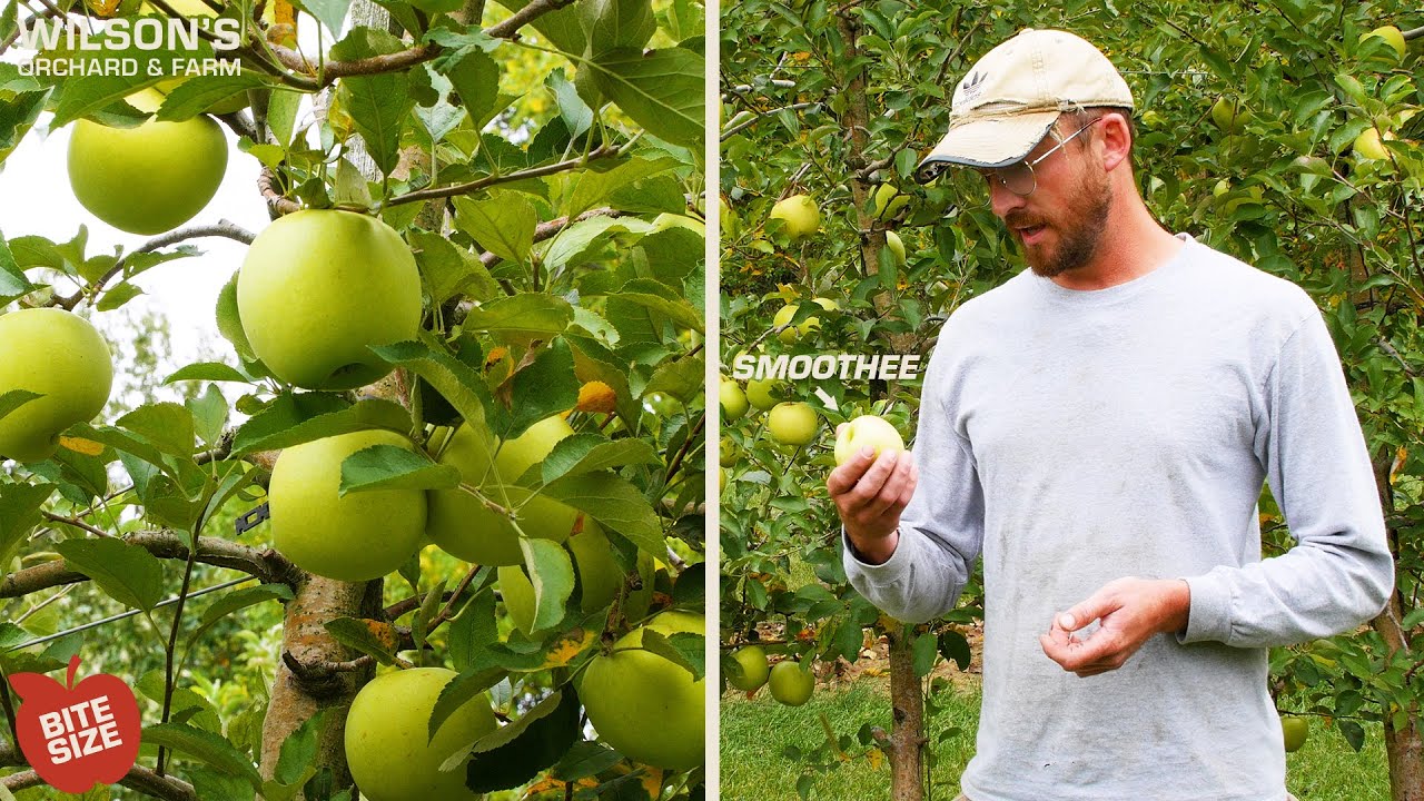 Smoothee Apples | Bite Size