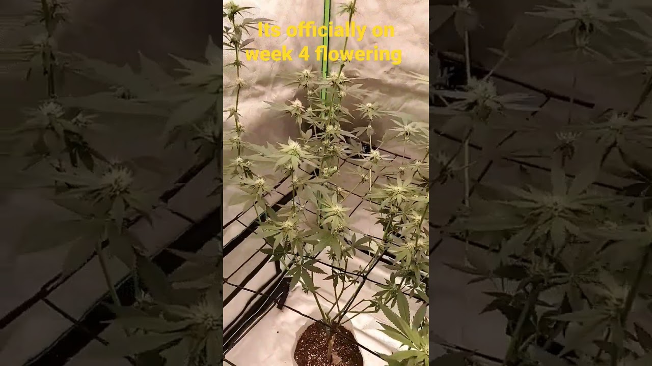 3 blue kings flowering week 4!