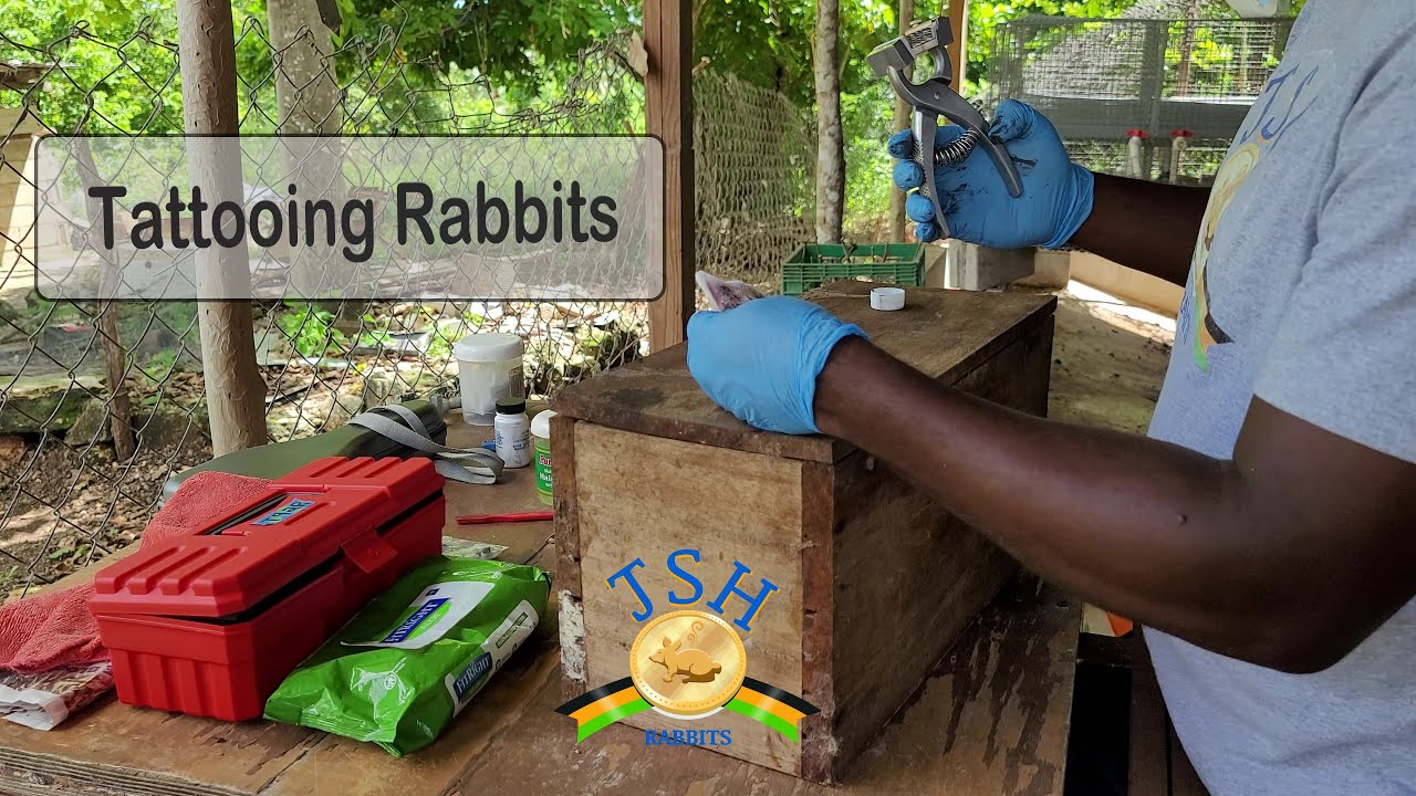 Jamaica Rabbit Farming: Tattooing Rabbits with the Grand Champion Tattoo Kit