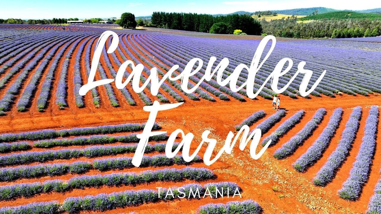 Lavender Farm 2022 - 4K Drone video | Tasmania | Australia
