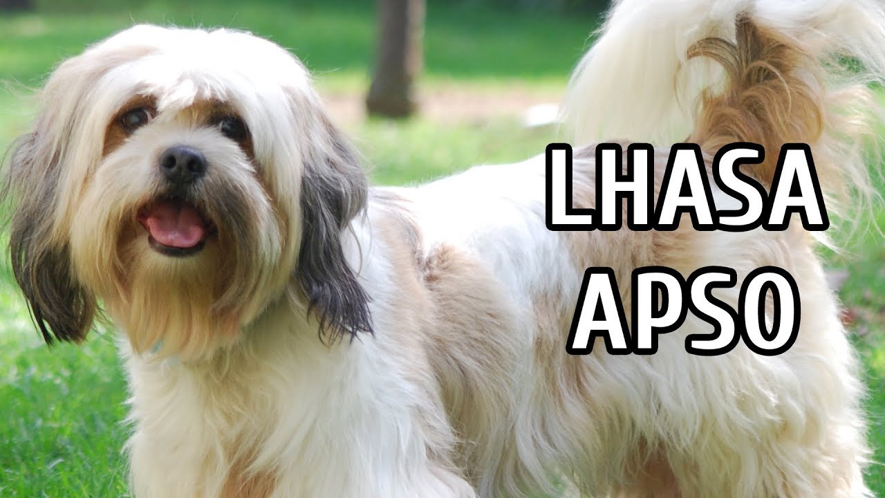 TUDO SOBRE O LHASA APSO: SAÚDE E TEMPERAMENTO + DICAS E CURIOSIDADES