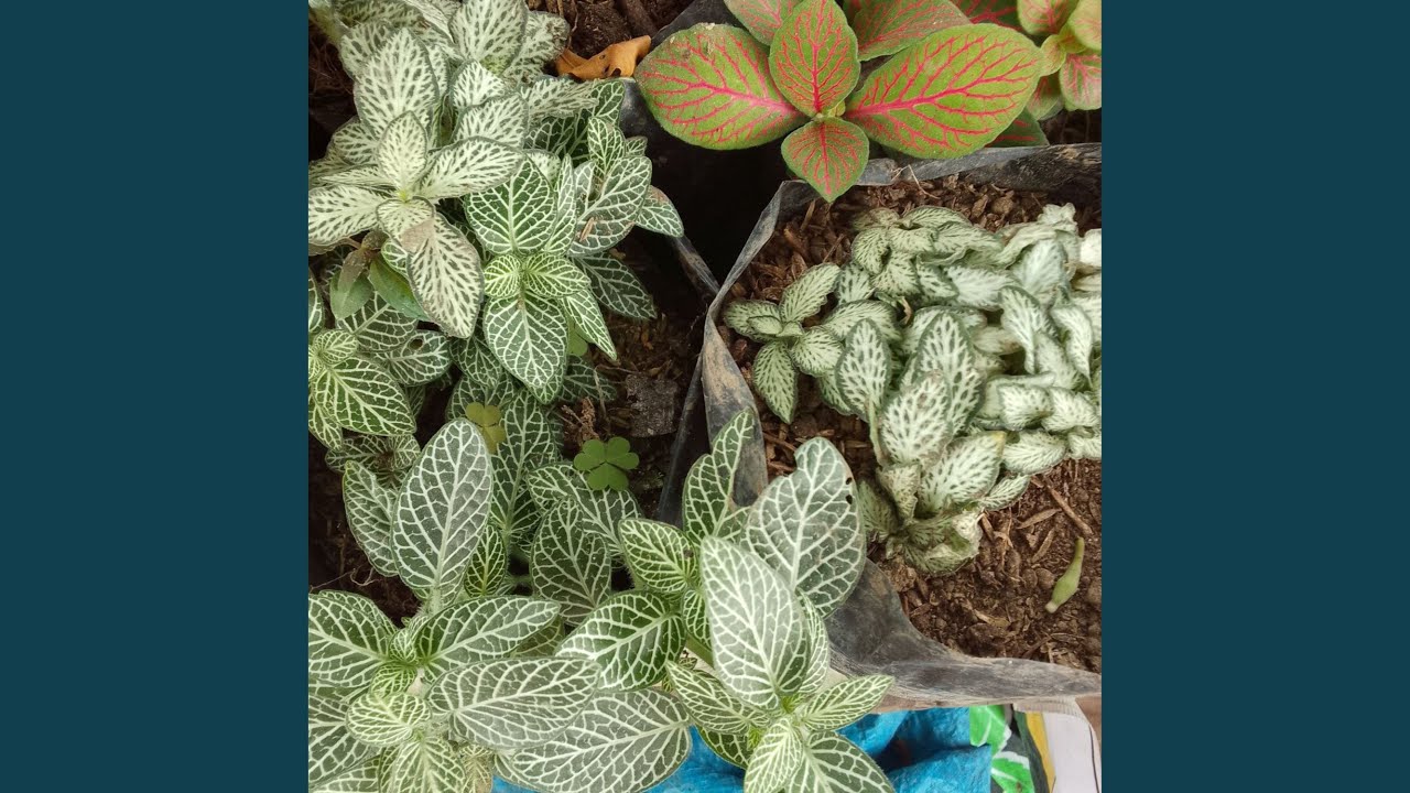 Kebahagiaan Kunci Kesuksesan