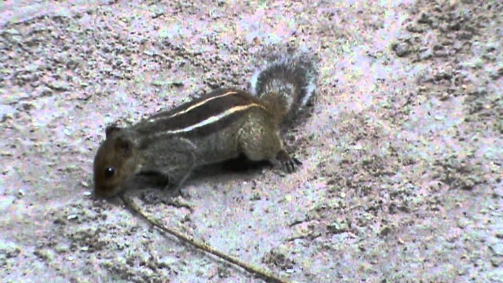 Squirrel Eating Rice Grains