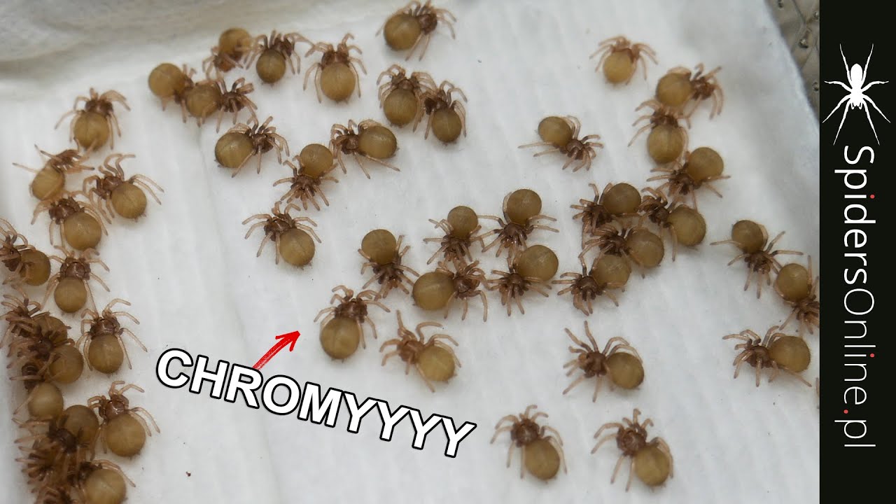 Rozmnażanie Chromek - kilka sł&oacute;w o PROJEKT CHROMATOPELMA - spidersonline.pl
