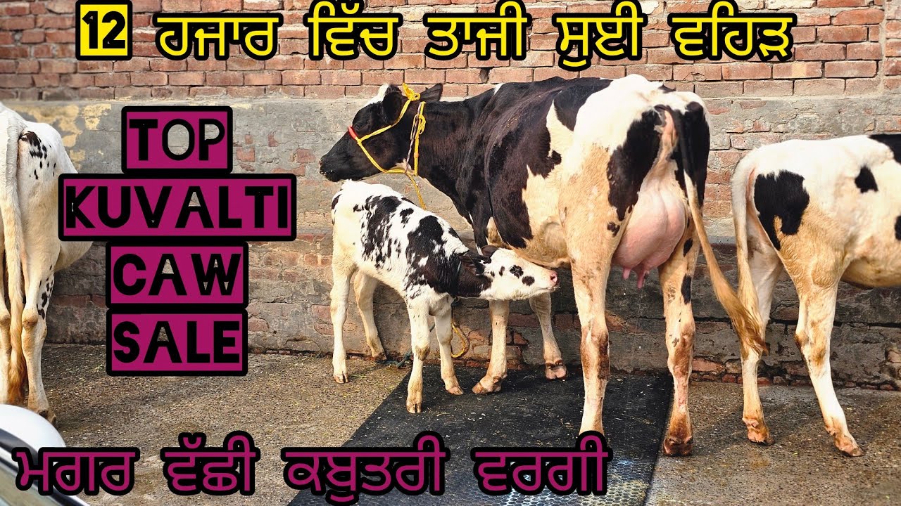 12,ਹਜਾਰ ਵਿੱਚ ਲੇਜੋ ਮੂਰਤ ਵਰਗੀ ਔਫਰ ਤੈੰ ਵਹਿੜ ਪਹਿਲਣ ਤਾਜੀ ਸੁਈ ਮਗਰ ਵੱਛੀ ਕਬੁਤਰੀ ਵਰਗੀ ਮਿਤੀ 1-2-2026