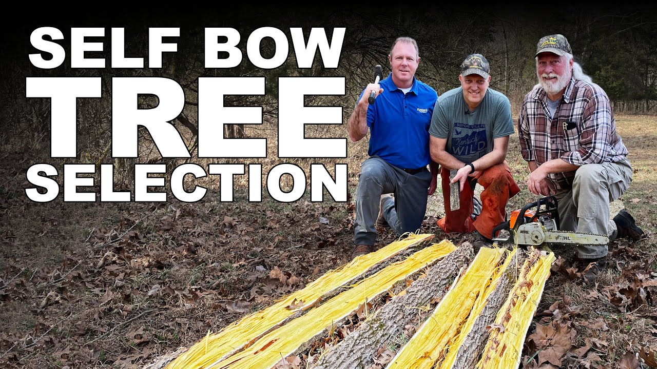 Self-Bow Making - Finding the Perfect Tree