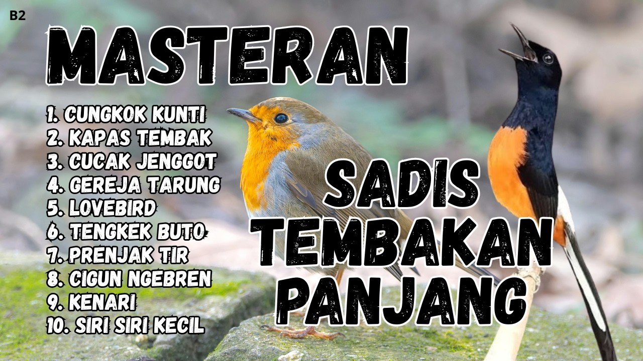 🔴 GACOR SADIS MENTAL KUAT MASTERAN MURAI BATU GACOR