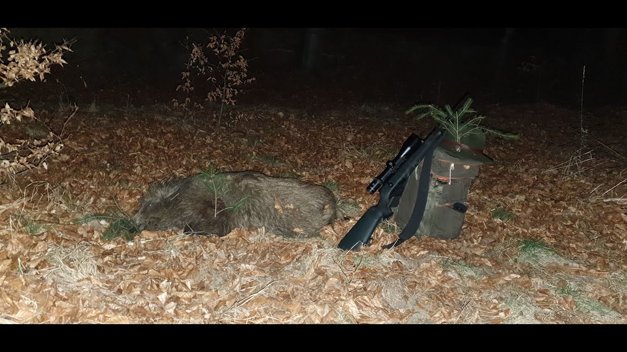 Polowanie na dziki. Hunting Wild Boar. Sudecka ostoja 8/2020