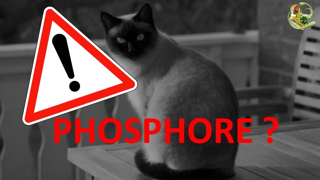 Trop de phosphore, est-ce dangereux pour un chat non malade ? (B&ouml;swald 2018, Dobenecker 2018)
