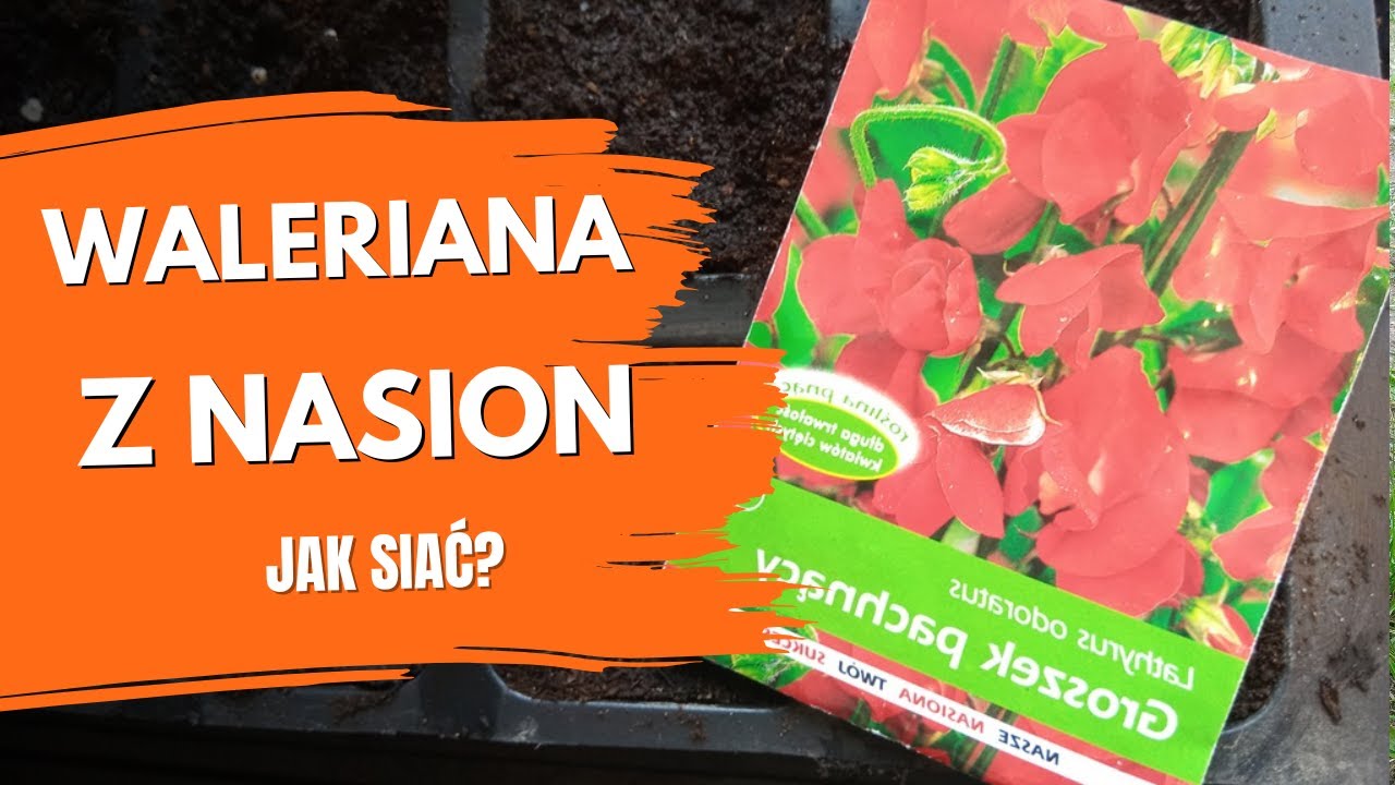Jak siać walerianę? Niecierpek – rozmnażanie z nasion. Waleriana uprawa. Porady ogrodnicze