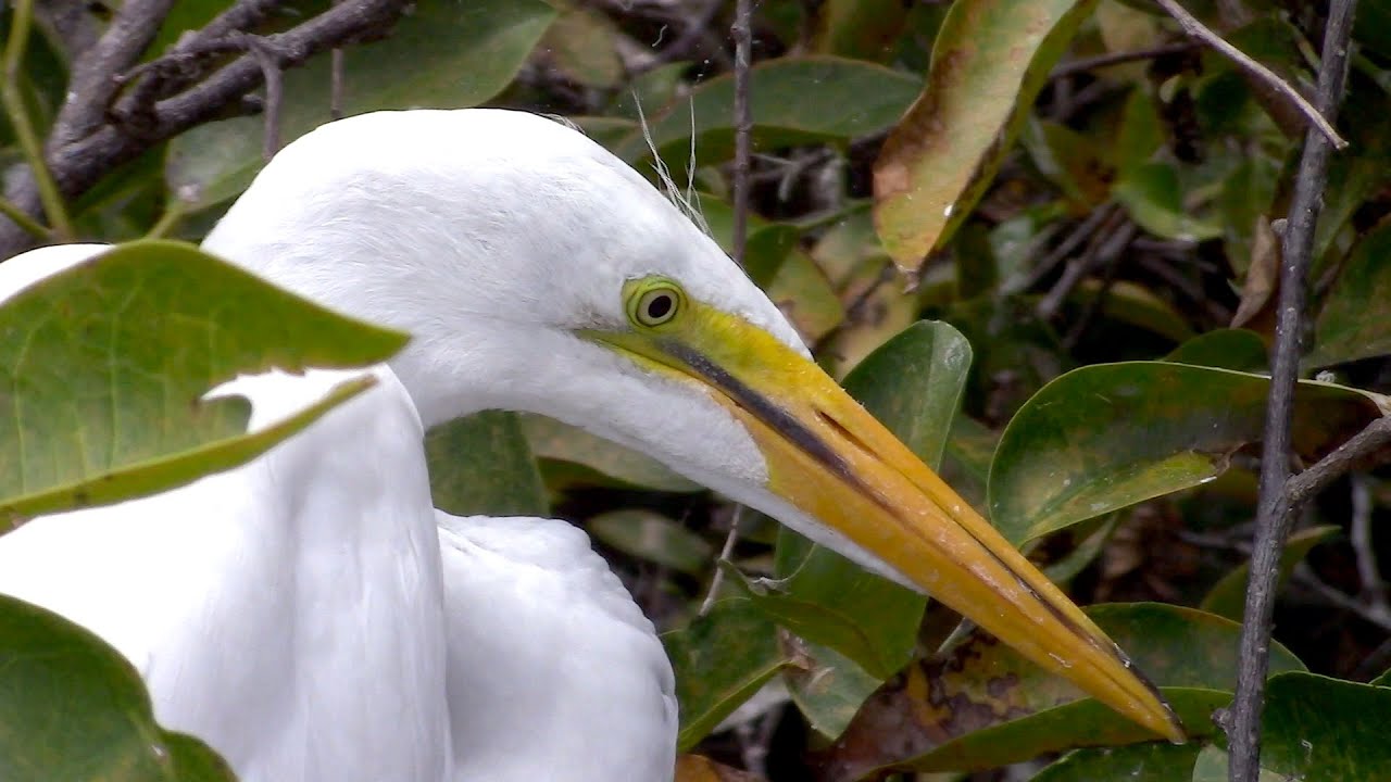 Great White Egret 0001 Nature Footage - WAWW's Relaxing Wildlife