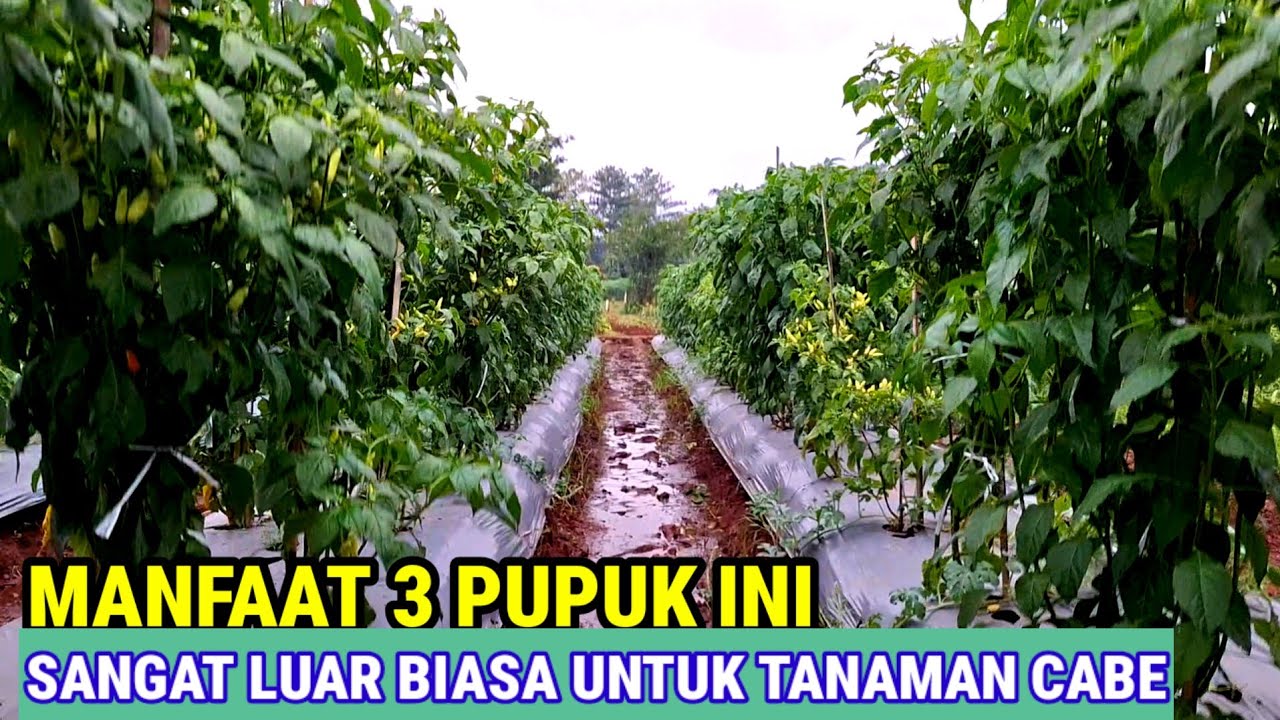 MANFAAT 3 PUPUK INI -SANGAT LUAR BIASA UNTUK TANAMAN CABE DI MUSIM HUJAN