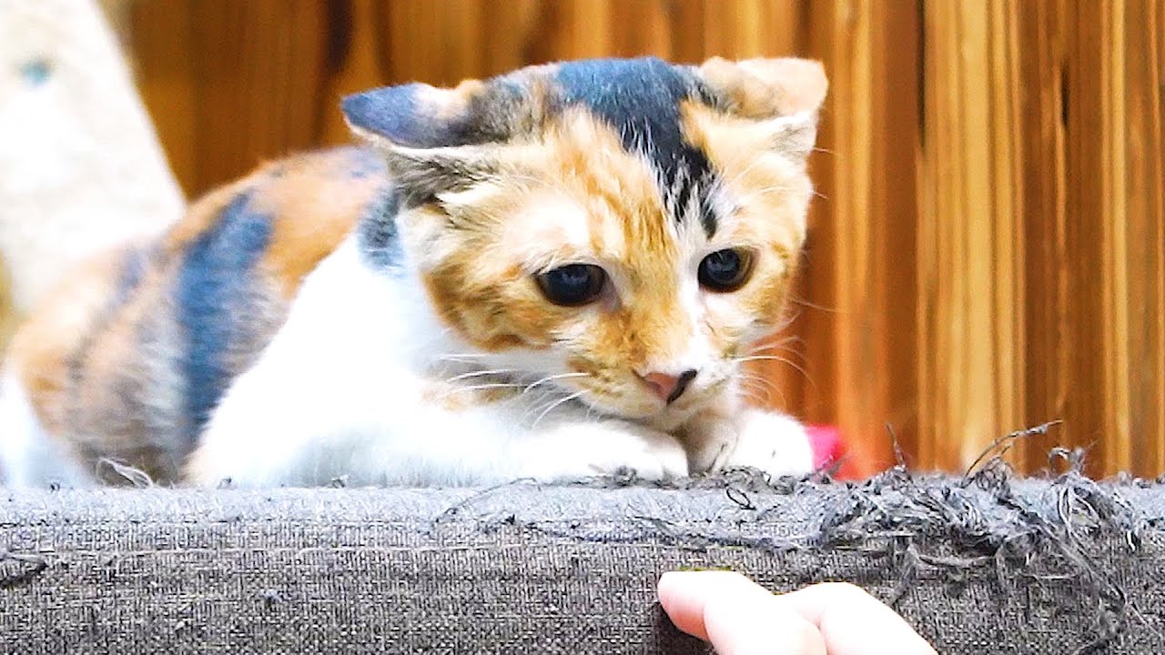 困り顔が可愛い猫とたいやき君