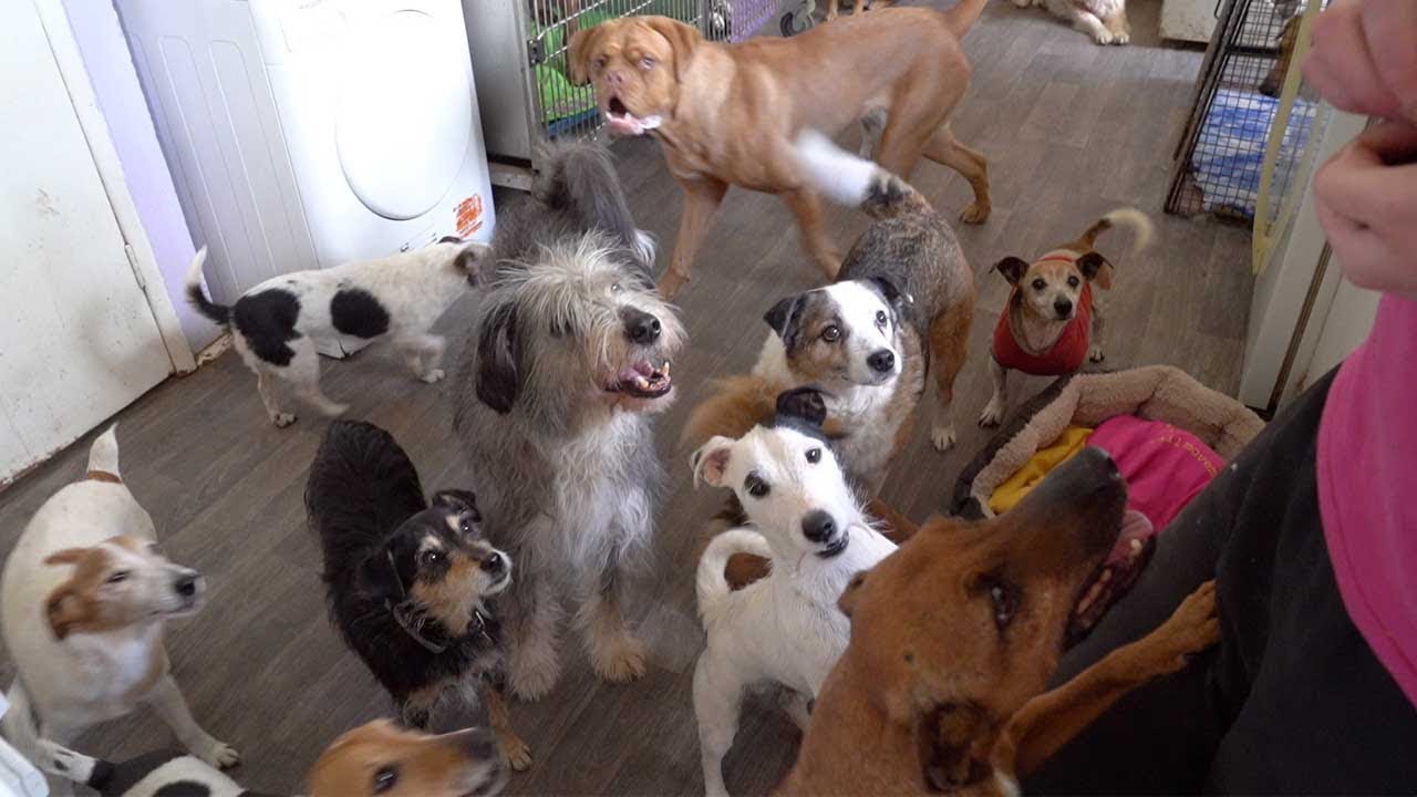 Woman Lives With 22 Dogs