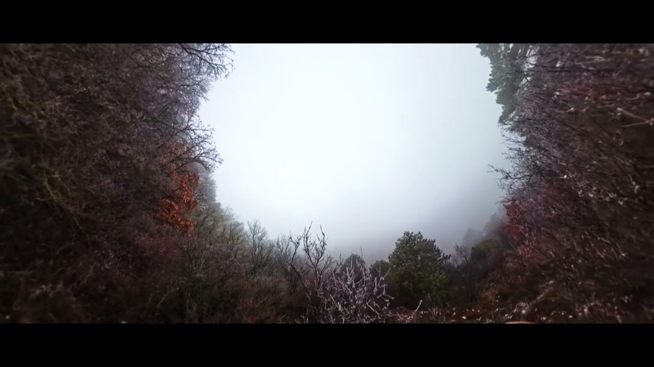 Lost In The Woods 