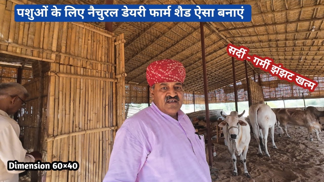 नैचुरल डेयरी फार्म शेड का डिजाइन। सस्ता सुंदर डिजाइन। Cheapest Dairy Farm Shed Design ।