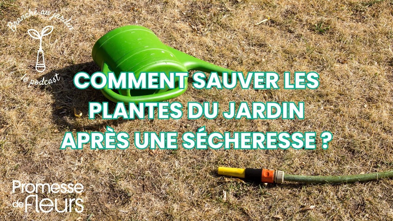 Podcast Branché au jardin : Comment sauver les plantes du jardin après une sécheresse