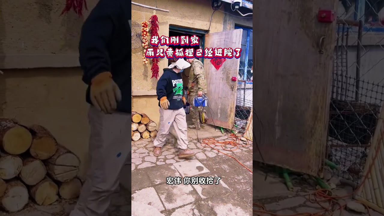 我们去山上挑黄土时偶遇常来家里的黄狐狸，跟它走了没多远就看见了它的伙伴，万万没想到狐狸竟然跟着我们回家了，这是一份多么难得的信任啊！#动物的迷惑行为 #神奇动物在抖音 #万物皆有灵性 #记录真实生活