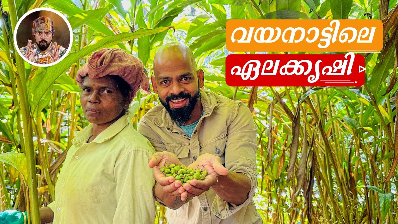 CARDAMOM PLANTATION/HOW TO SORT CARDAMOM/WAYANADU TOUR/LIFE IN KERALA