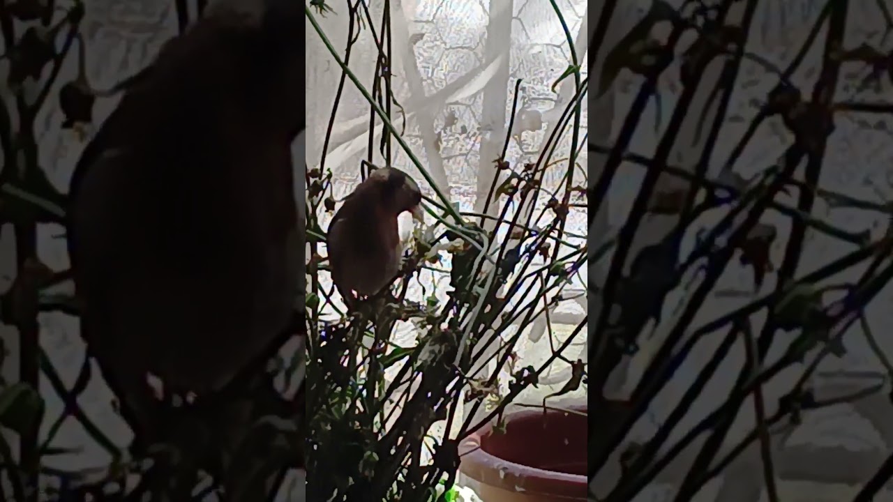 بتبتة لتحفيز الحسون على التغريد #birds#chardon #chardonneret_&eacute;l&eacute;gant #goldfinch