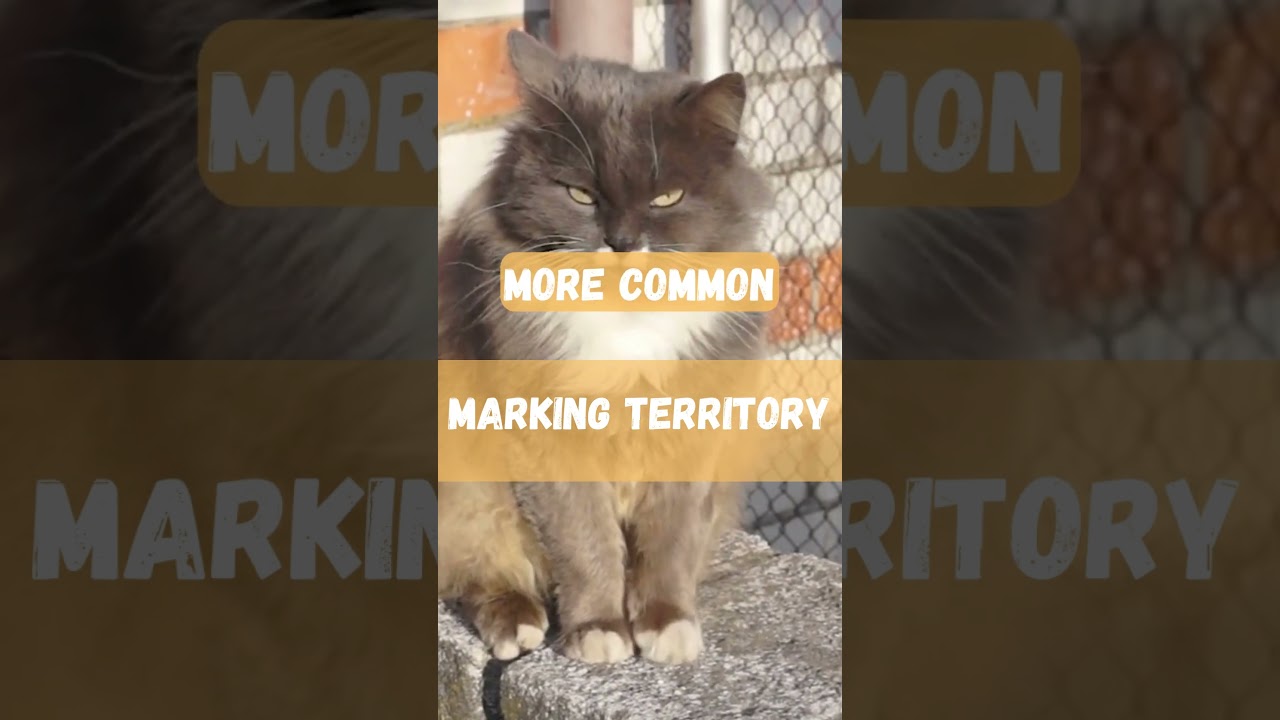 Male Cats and Territory Marking