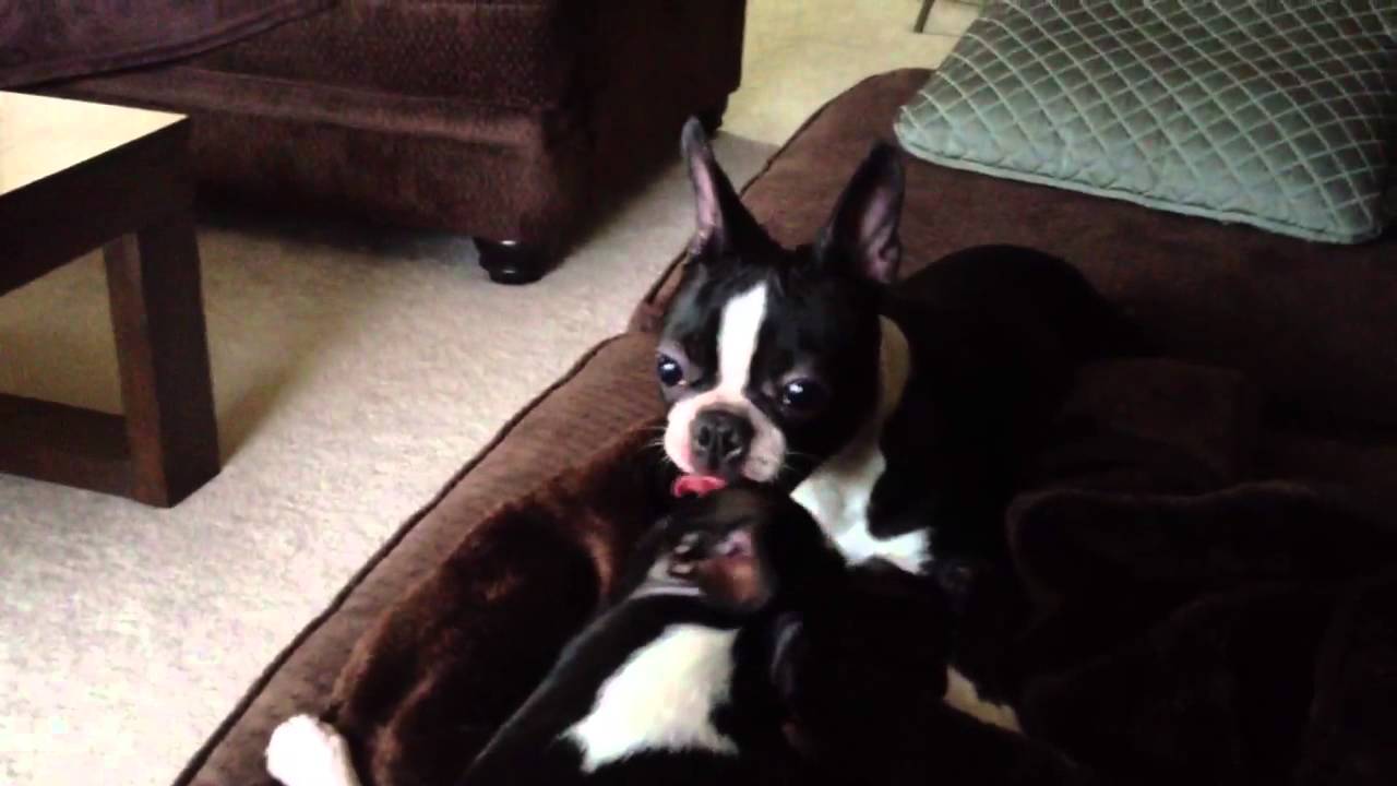 Boston Terriers going crazy #2