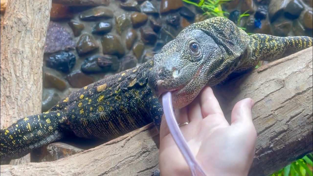 Taming/bonding with my croc monitors and some available animals
