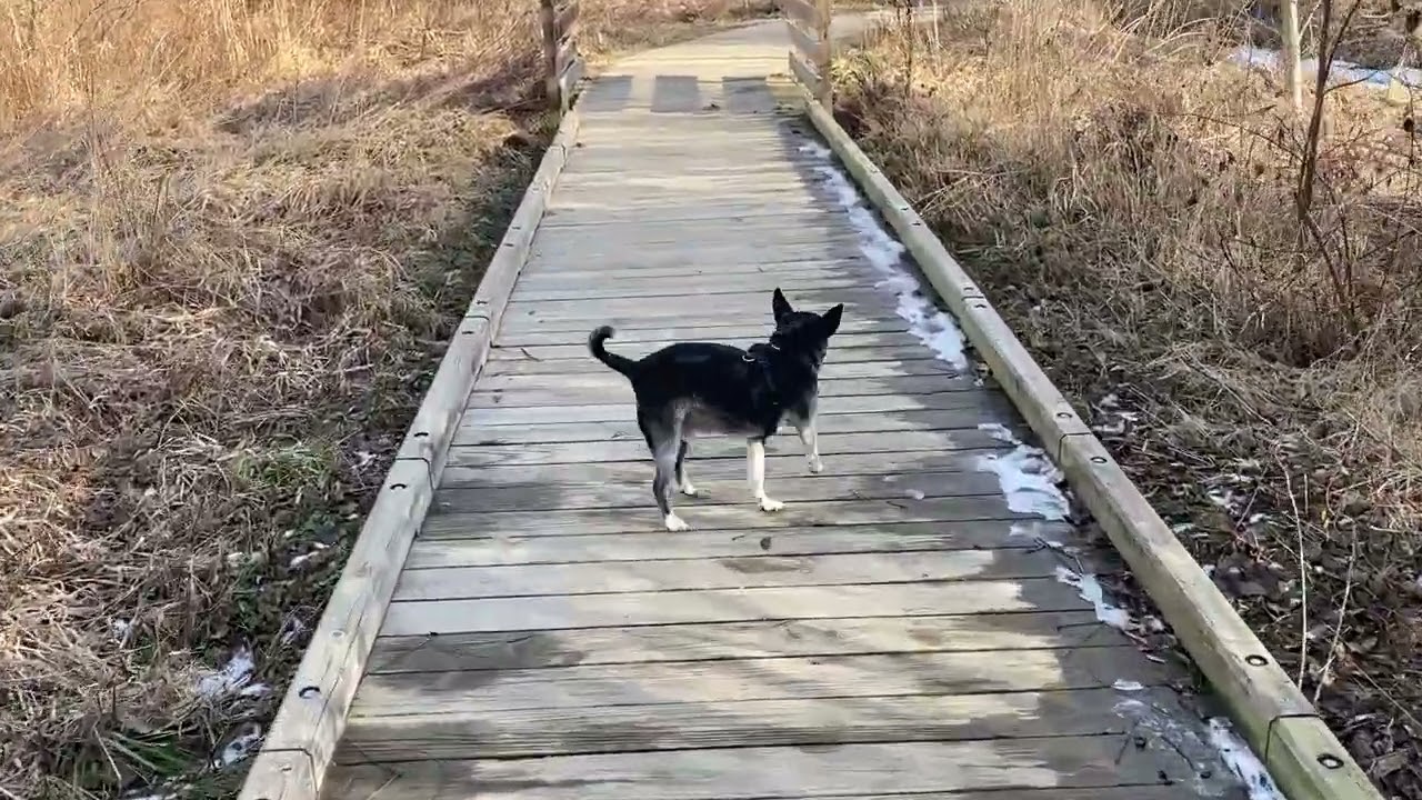 Tong’s walk