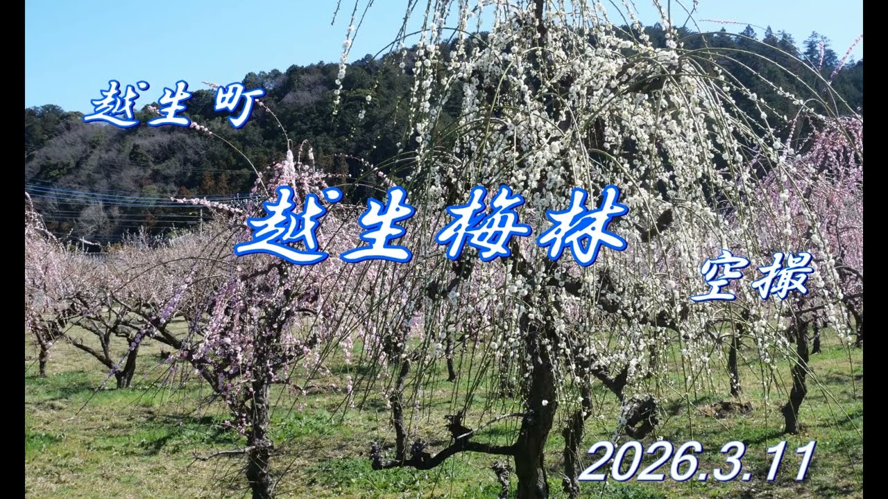 越生町【越生梅林】空撮（2026 3 11）