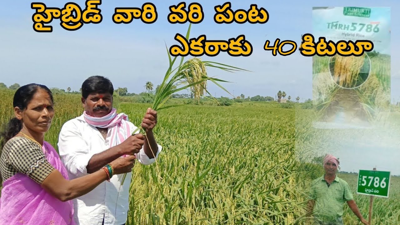 త్రిమూర్తి వారి హైబ్రిడ్ వారి వరి పంట 40 కీటలూ 5786 HYBRID SEEDS 🌾