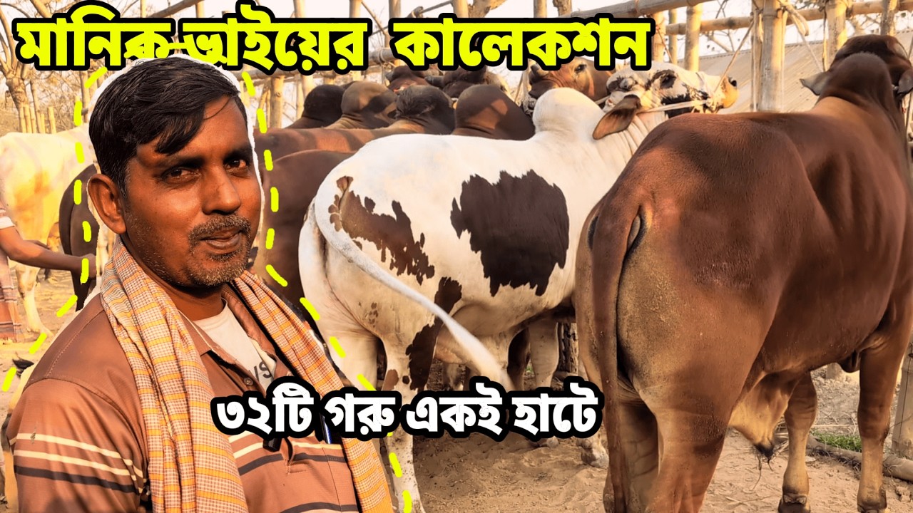 মানিক ভাইয়ের ৩২ গরুর বিশাল কালেকশন 🐄 কুষ্টিয়া বালিয়াপুর হাটে | Qurbani 2026 Manik Vai Collection.