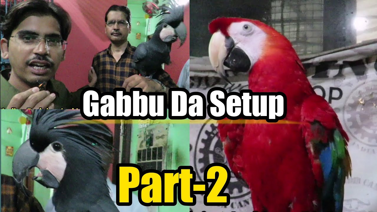 Gabbu Da Bird Setup, Kolkata Part-2 | Black Palm Cockatoo |  Scarlet Macaw | Umbrella Cockatoo