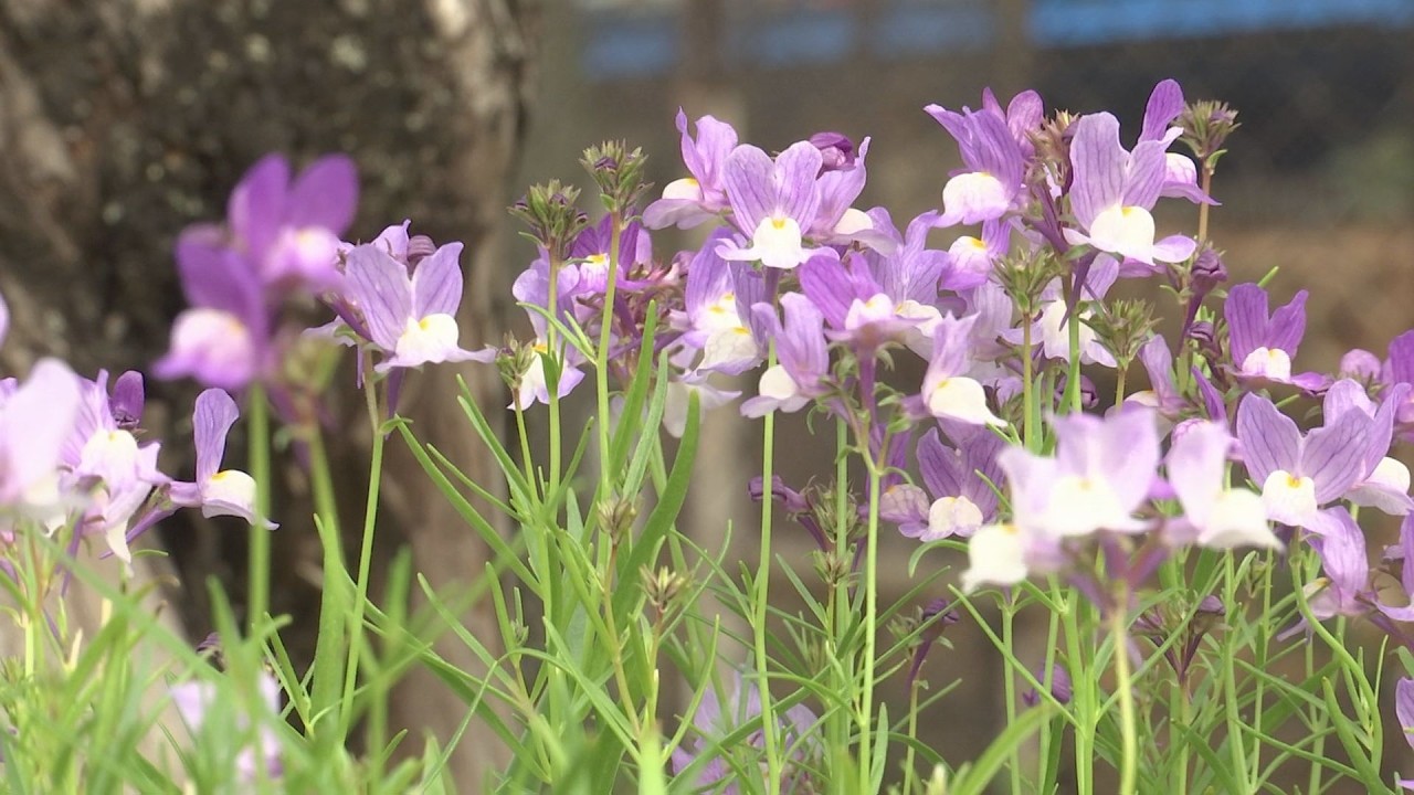 池田動物園で花フェス　３万本の春の花が彩る【oniビジョン】