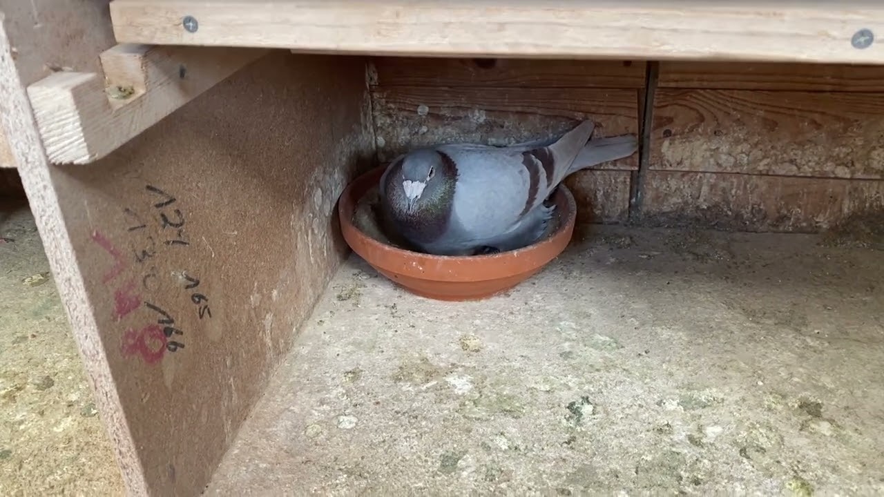 Kleinen Einblick zur Neuanschaffungs Weibchen 768.Diesen Vogel hat sie bekommen.