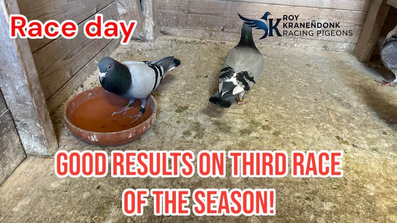 Race Day | Good Results on the Third Race of the season | 8/12 in the points | Racing Pigeons