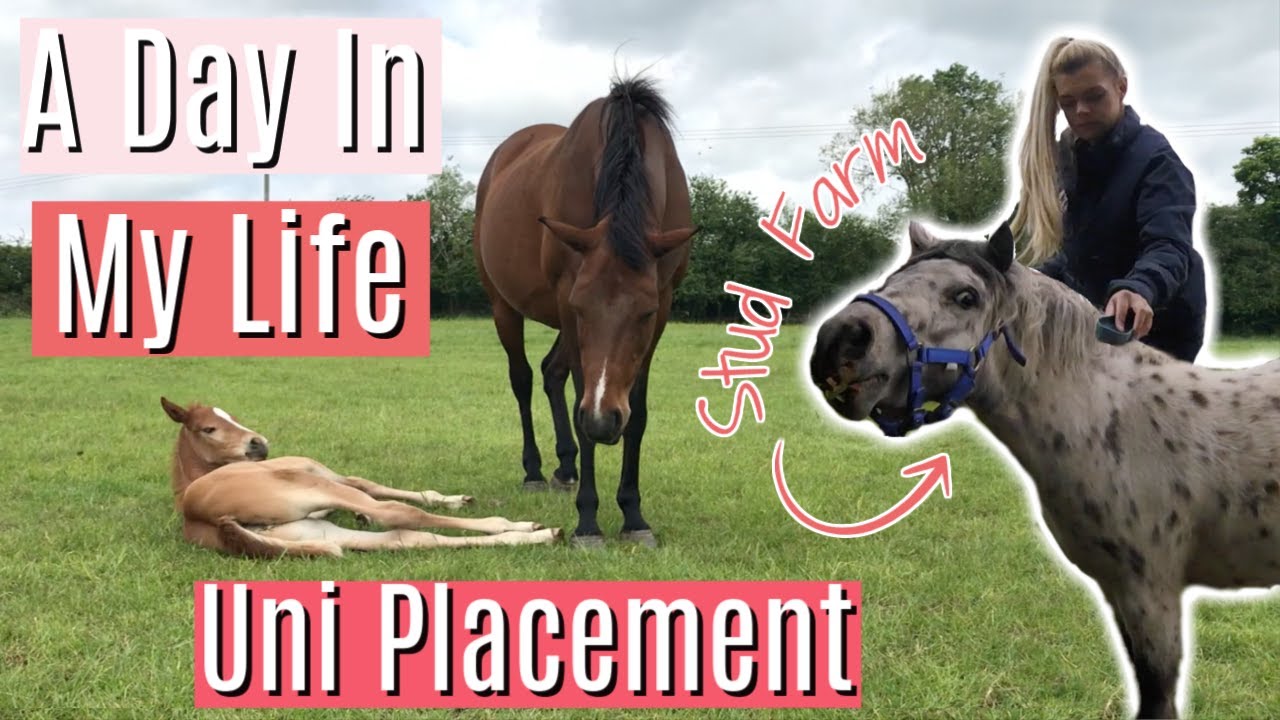 A Day In My Life | Stud Farm Uni Placement | Lilpetchannel