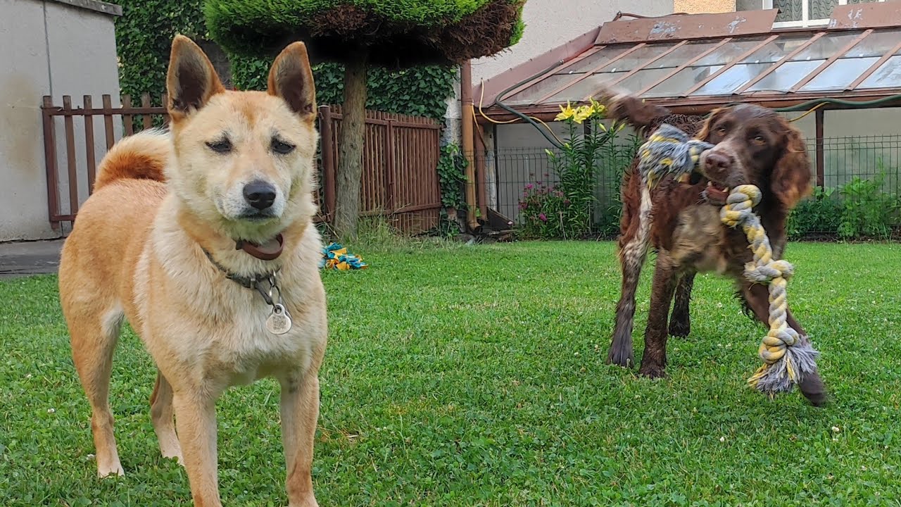 Kimi & Idar | shiba mix & german spaniel