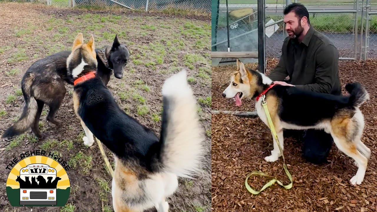 We went back to our local shelter to foster two more beautiful dogs | Lee Asher