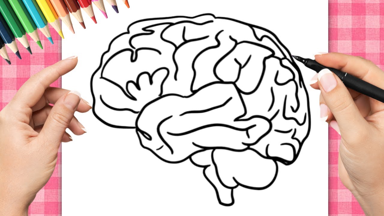 CÓMO DIBUJAR UN CEREBRO HUMANO (Dibujo fácil paso a paso)
