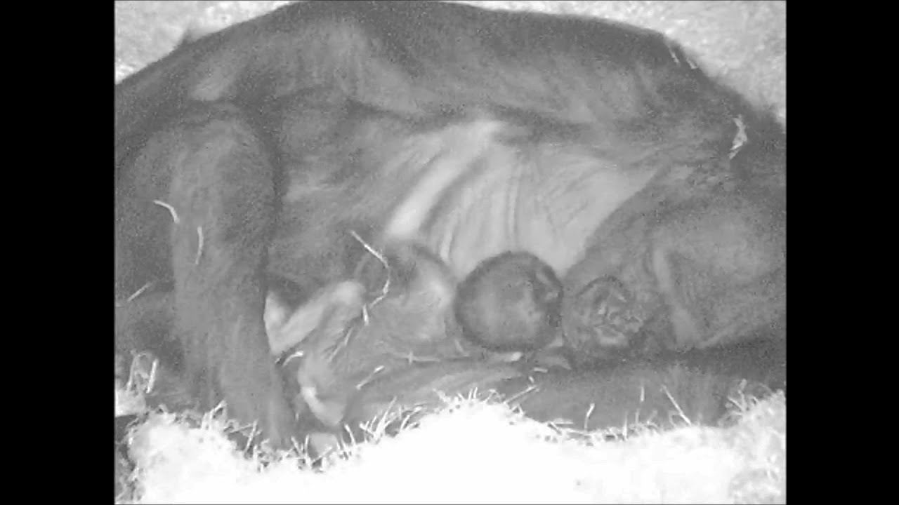 Kijivu and her New Baby