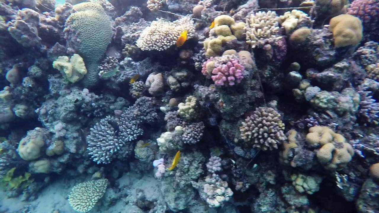 Pristine Coral reef - Red Sea Snorkeling