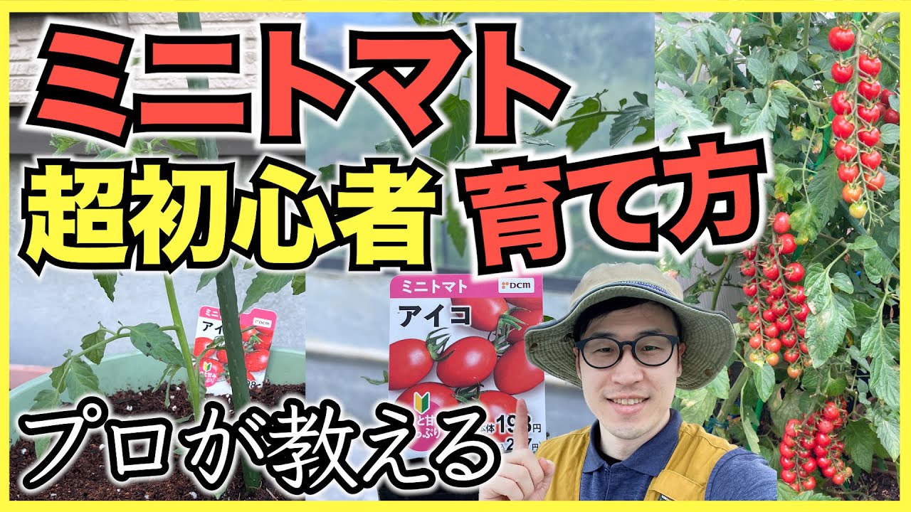 【ミニトマト】家庭菜園超初心者向けのミニトマトの育て方, 苗の植え方【5月】